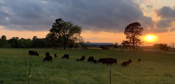Sunset with Cows_2.jpg