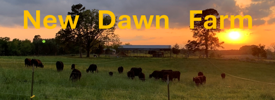 Sunset with Logo.png