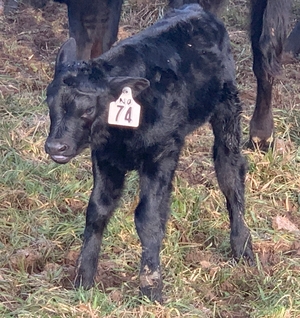rsz_11calf_74.jpg