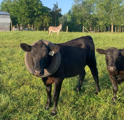 rsz_cows_do_the_funniest_things.jpg