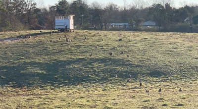 rsz_hens_foraging.jpg