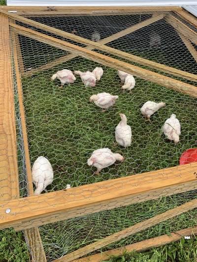 rsz_img_Chickens in Tractor1.jpg