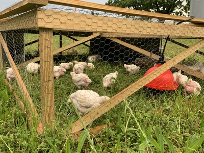 rsz_img_Chickens in Tractor2.jpg