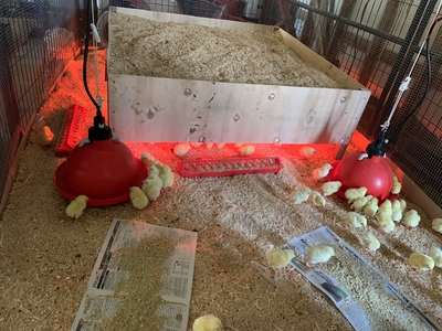 rsz_img_Chicks in Brooder.jpg