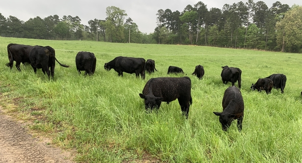 rsz_img_Cows on Pasture.jpg
