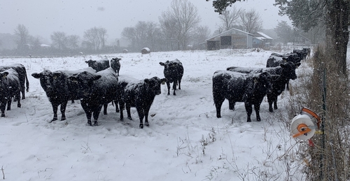 rsz_snow_cows.jpg